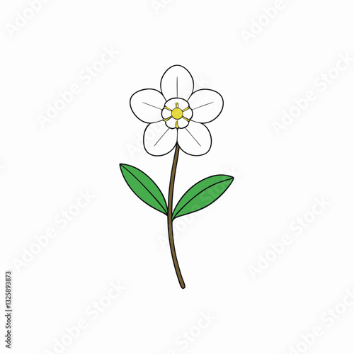 waxflower isolated on white background