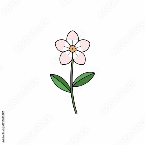 waxflower isolated on white background
