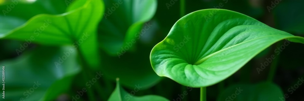 Fototapeta premium Close-up of vibrant green spathiphyllum peace lily leaves, tropical foliage, lush, botanical