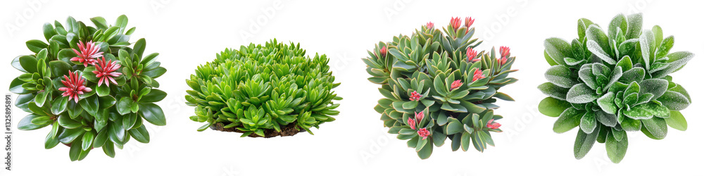 Ice plant isolated on transparent background, PNG, Set of Ice plant isolated on transparent background, PNG, Set of