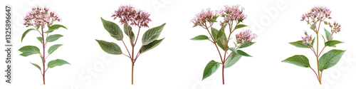 Joe pye weed flower isolated on transparent background, PNG, Set of