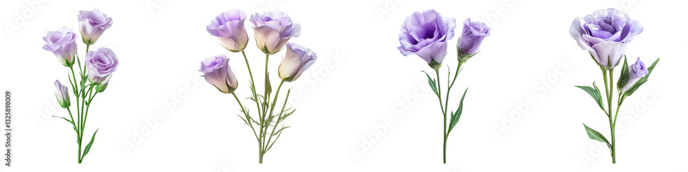 Lisianthus flower isolated on transparent background, PNG, Set of Lisianthus flower isolated on transparent background, PNG, Set of