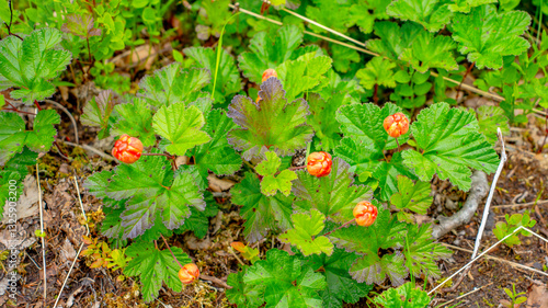 Obraz na płótnie Impressionen vom Naturparadies Eidslandet in Norwegen w salonie