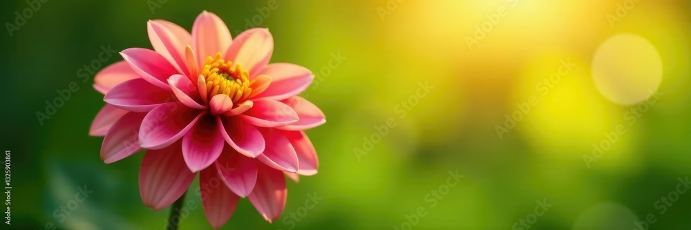 Sunlit dahlia blooms against a soft green background, blossom, dahlia Sunlit dahlia blooms against a soft green background, blossom, dahlia