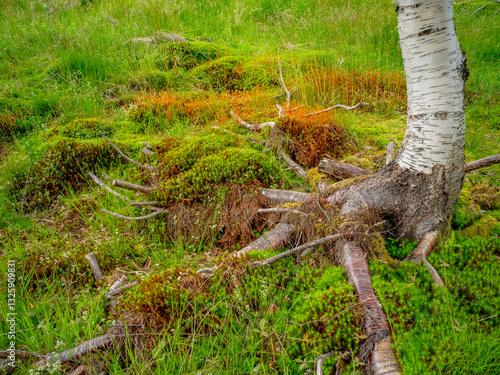 Obraz na płótnie Impressionen vom Naturparadies Eidslandet in Norwegen w salonie