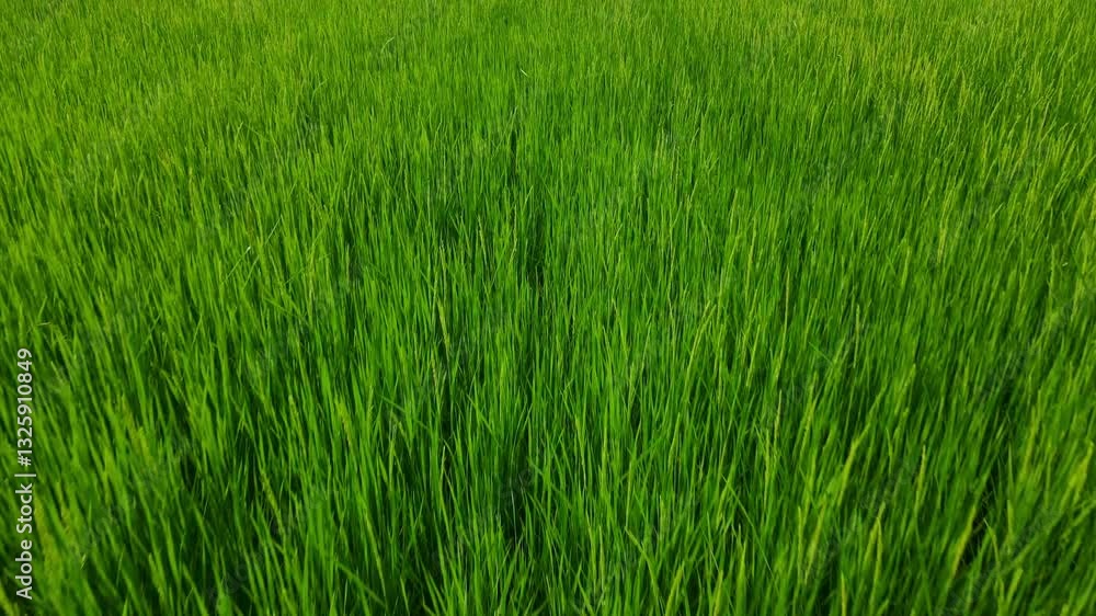 Lush Green Rice Fields Under Bright Blue Sky in Rural Landscape Lush Green Rice Fields Under Bright Blue Sky in Rural Landscape