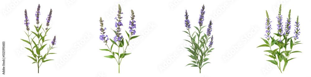 Blue vervain flower isolated on transparent background, PNG, Set of Blue vervain flower isolated on transparent background, PNG, Set of