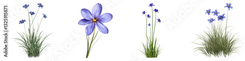 Blue eyed grass isolated on transparent background, PNG, Set of