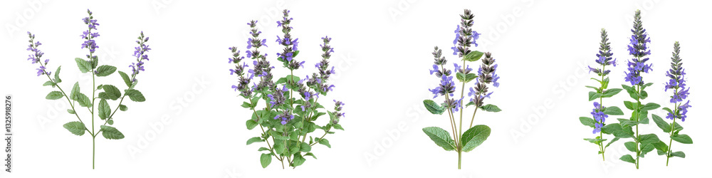 Catmint flower isolated on transparent background, PNG, Set of Catmint flower isolated on transparent background, PNG, Set of