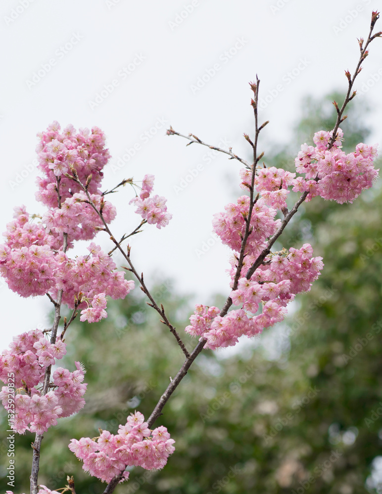 Cherry Blossoms Bloom in Spring in Chongqing Cherry Blossoms Bloom in Spring in Chongqing