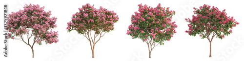 Crape myrtle flower isolated on transparent background, PNG, Set of