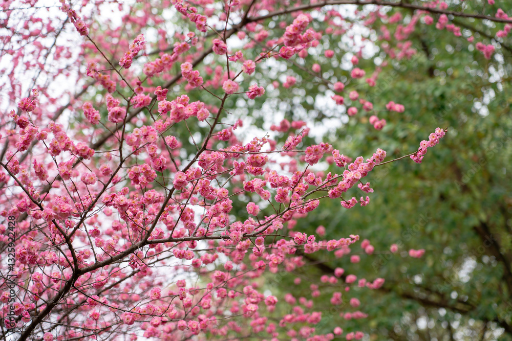 Cherry Blossoms Bloom in Spring in Chongqing Cherry Blossoms Bloom in Spring in Chongqing