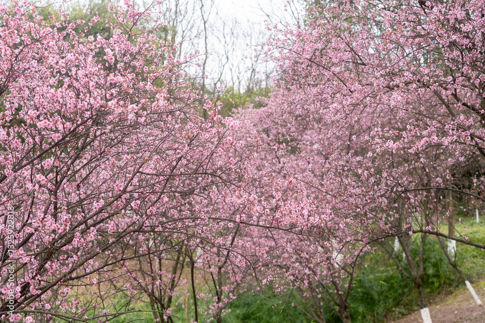 Cherry Blossoms Bloom in Spring in Chongqing Cherry Blossoms Bloom in Spring in Chongqing