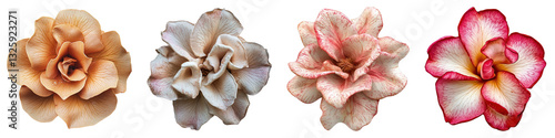 Desert rose isolated on transparent background, PNG, Set of