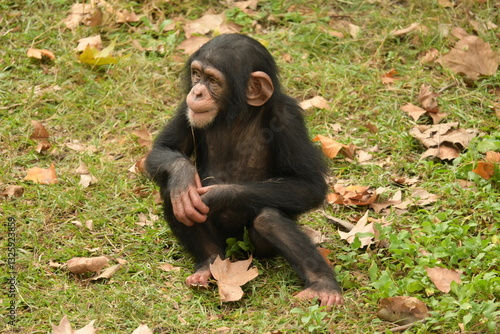 Canvas Print baby black monkey