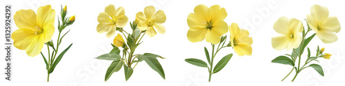 Evening primrose isolated on transparent background, PNG, Set of
