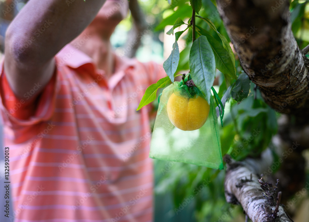 Man putting mesh bags on peaches to protect from birds. Auckland.