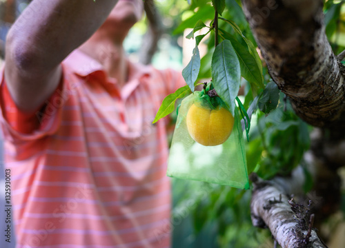 Obraz na płótnie Man putting mesh bags on peaches to protect from birds. Auckland. w salonie