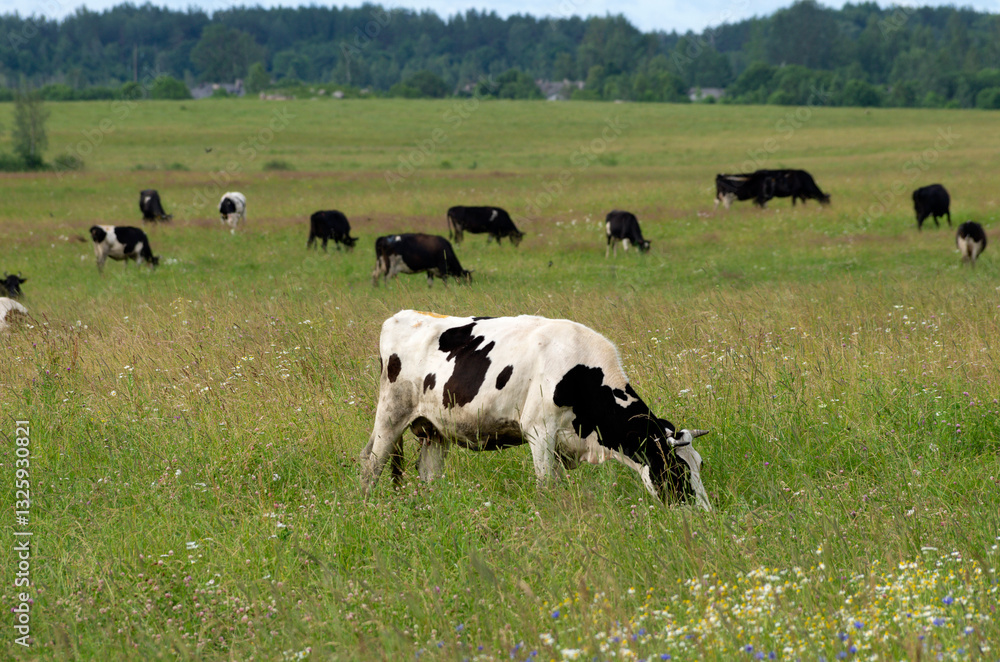 One black and white cow eats grass and wildflowers in the foreground and a herd of cows grazes in the background during the summer season One black and white cow eats grass and wildflowers in the foreground and a herd of cows grazes in the background during the summer season
