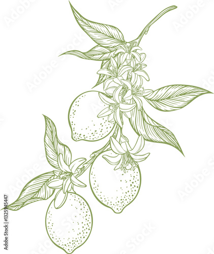 Outline vector illustration branches of lemon tree with lemon fruits and leaf.