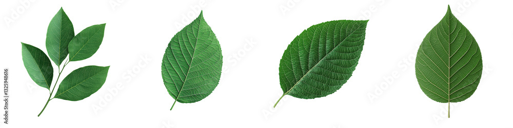 A collection of diverse green leaves showcasing the intricate patterns textures and vibrant hues found in the natural world These leaves represent the beauty and resilience of plant life A collection of diverse green leaves showcasing the intricate patterns textures and vibrant hues found in the natural world These leaves represent the beauty and resilience of plant life