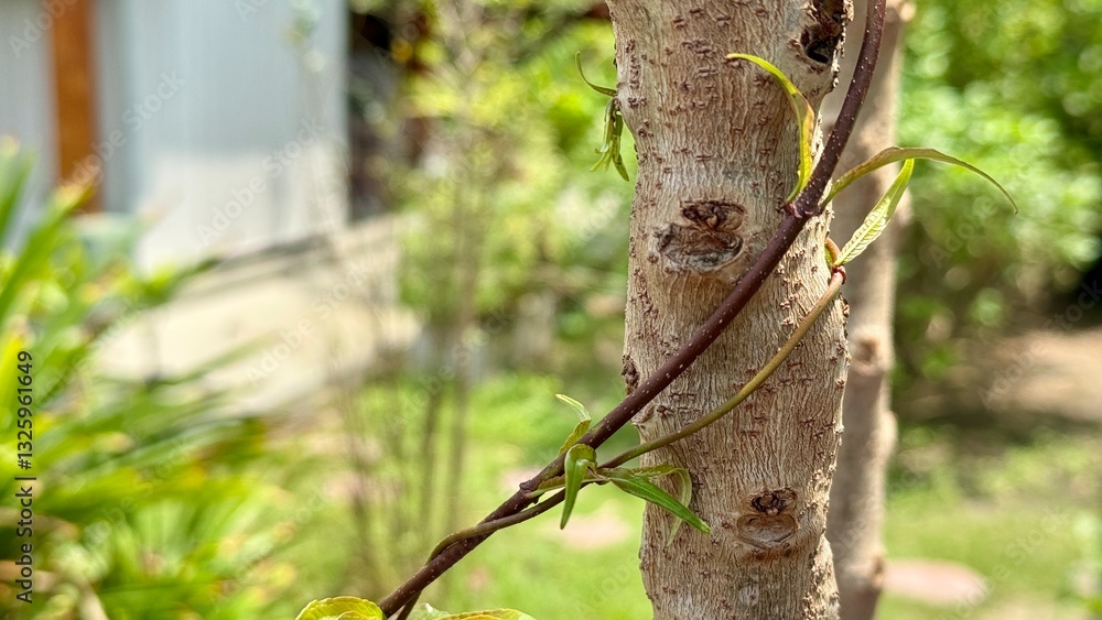 Obraz premium Vine's Embrace A close-up view of a slender vine gracefully winding around the rough bark of a tree trunk, showcasing the beauty of nature's embrace.