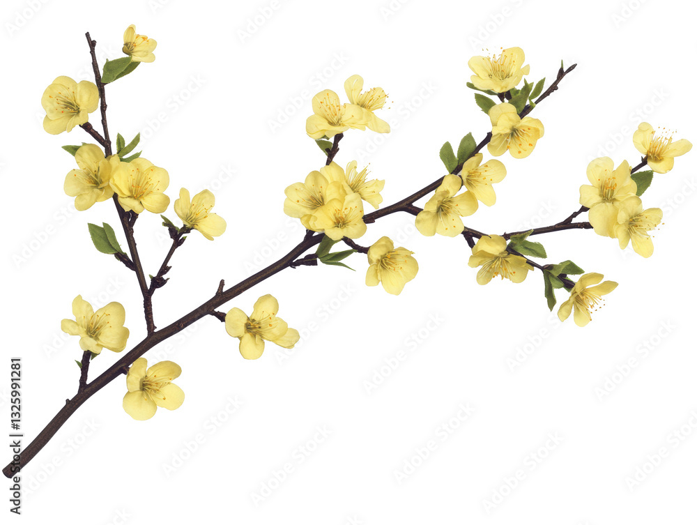 Yellow blossoms on a branch captured in a serene setting Yellow blossoms on a branch captured in a serene setting