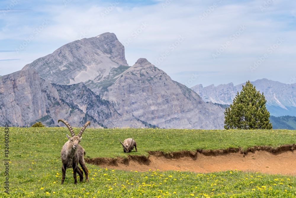 Fototapeta premium Male ibex eating grass in a meadow with a pond in front of the Vercors mountains