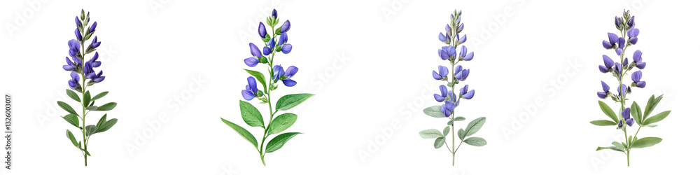 False indigo flower isolated on transparent background, PNG, Set of False indigo flower isolated on transparent background, PNG, Set of