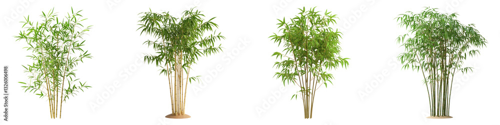 Heavenly bamboo isolated on transparent background, PNG, Set of Heavenly bamboo isolated on transparent background, PNG, Set of