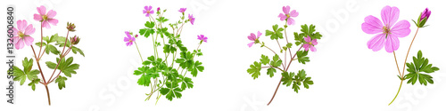 Herb Robert isolated on transparent background, PNG, Set of