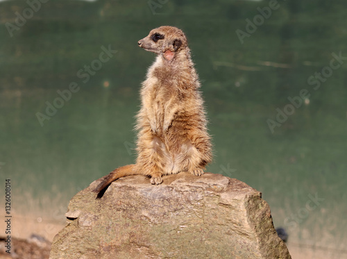 Obraz na płótnie Un suricate sur le rocher pour mieux observer w salonie