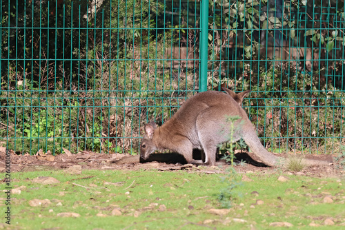 un kangourou le long de la clôture