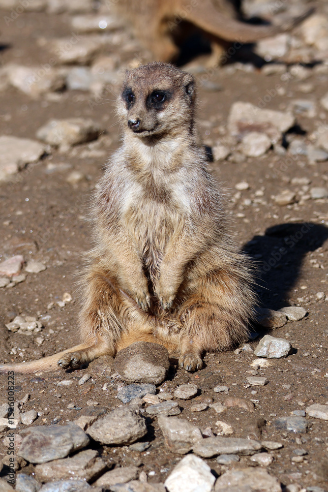 Un suricates assis sur le sol