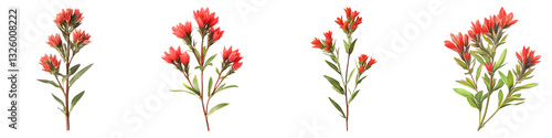 Indian paintbrush flower isolated on transparent background, PNG, Set of