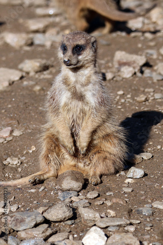 Obraz na płótnie Un suricates assis sur le sol w salonie