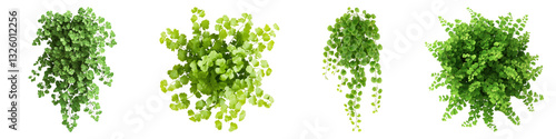 Maidenhair fern isolated on transparent background, PNG, Set of
