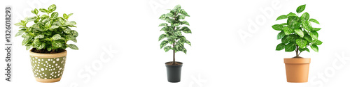 Wallpaper Mural Poker plant isolated on transparent background, PNG, Set of Torontodigital.ca