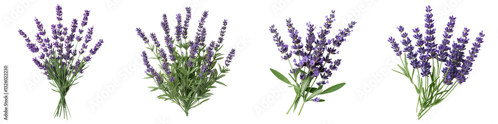 Naklejka premium Captivating bunches of vibrant lavender flowers showcasing nature s aromatic elegance and serene beauty in a pastoral setting