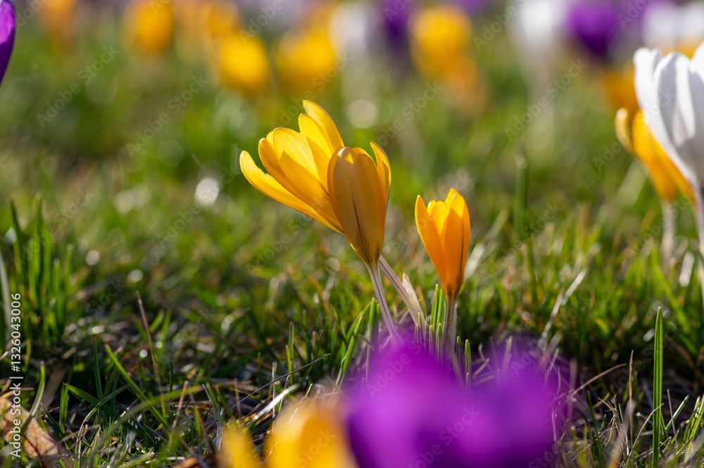 Field of flowering crocus vernus plants, group of bright colorful early spring flowers in bloom