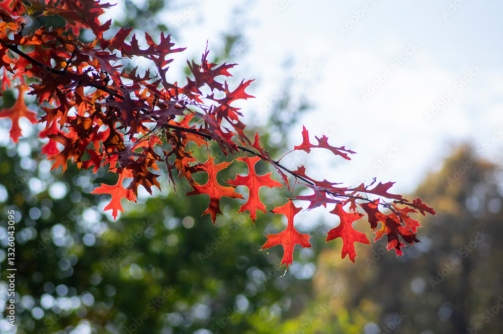 Quercus coccinea bright color red leaves during autumn season in daylight, ornamental tree Quercus coccinea bright color red leaves during autumn season in daylight, ornamental tree