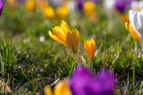 Obraz na płótnie Field of flowering crocus vernus plants, group of bright colorful early spring flowers in bloom w salonie