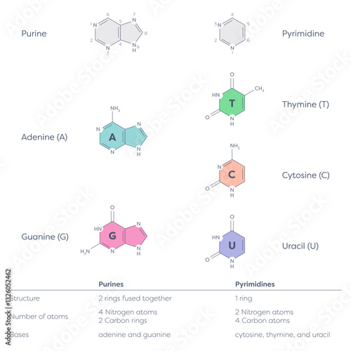 pyrimidines and purines that make up DNA & RNA nucleotides