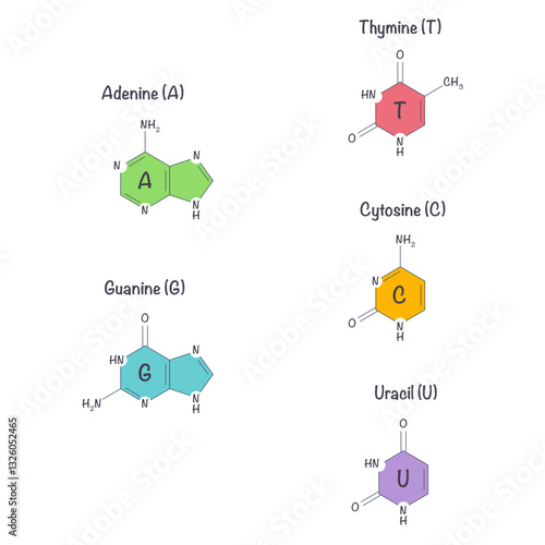 pyrimidines and purines that make up DNA & RNA nucleotides