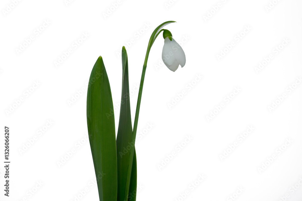 Closeup of Giant Snowdrop (Galanthus woronowii) isolated against a white background Closeup of Giant Snowdrop (Galanthus woronowii) isolated against a white background