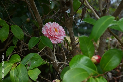 Wallpaper Mural Camellia flowers. Theaceae evergreen flowering shrub. Fallen petals are beautiful with raindrops. Gift card background material.	 Torontodigital.ca