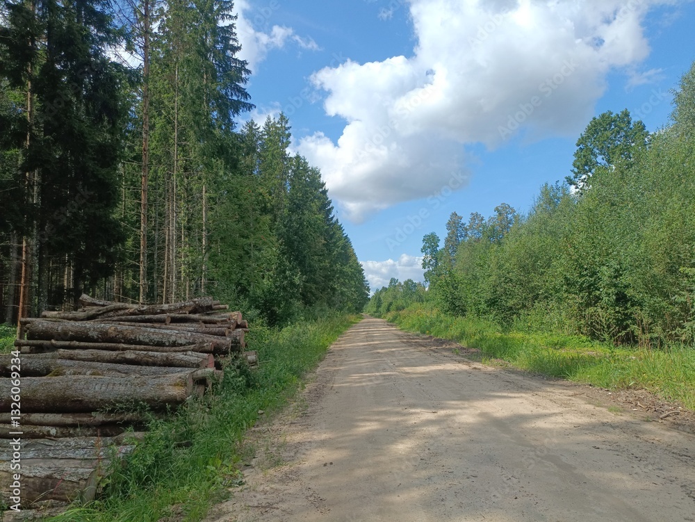 Road in forest in Siauliai county during sunny summer day. Oak and birch tree woodland. Sunny day with white clouds in sky. Bushes are growing in woods. Sandy road. Nature. Summer season. Miskas. Road in forest in Siauliai county during sunny summer day. Oak and birch tree woodland. Sunny day with white clouds in sky. Bushes are growing in woods. Sandy road. Nature. Summer season. Miskas.