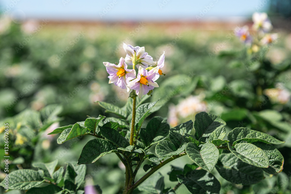 Potato flowers in a blooming potato field in summer Potato flowers in a blooming potato field in summer