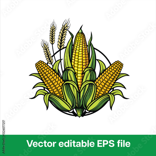 Fresh yellow corn on the cob isolated on a white background