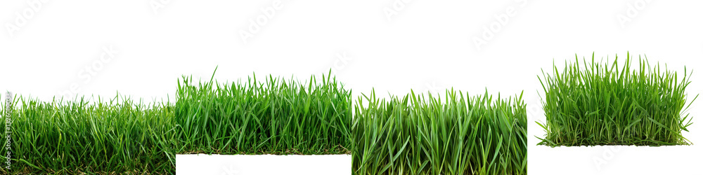 Obraz premium Vibrant green grass blades creating a lush thriving natural environment This image showcases the beauty and vitality of a flourishing grass covered landscape